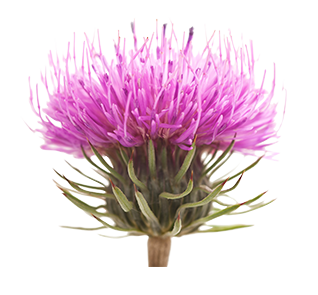 Burdock image